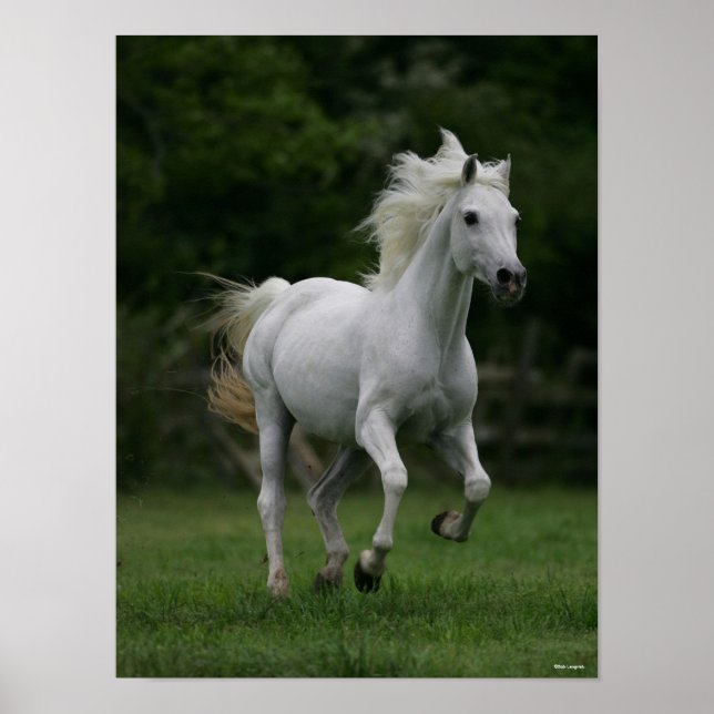 Bob Langrish | Grey Arab Running Mane Flowing Poster (Framsidan)