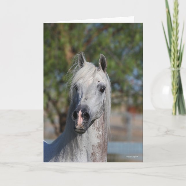 Bob Langrish | Grey Arab Stallion Headshot Kort (Framsida)