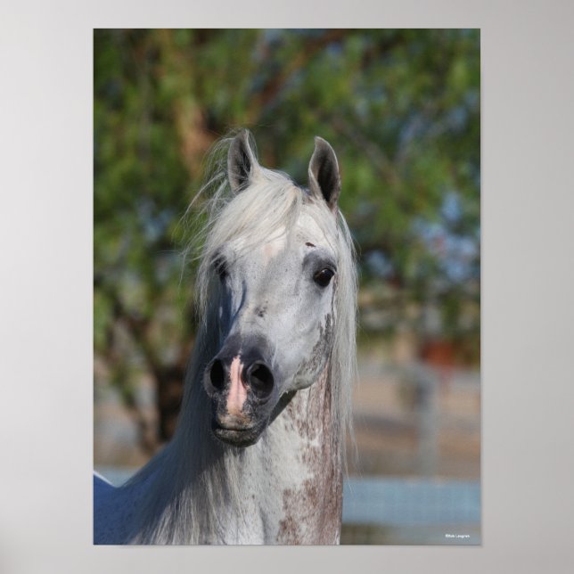 Bob Langrish | Grey Arab Stallion Headshot Poster (Framsidan)