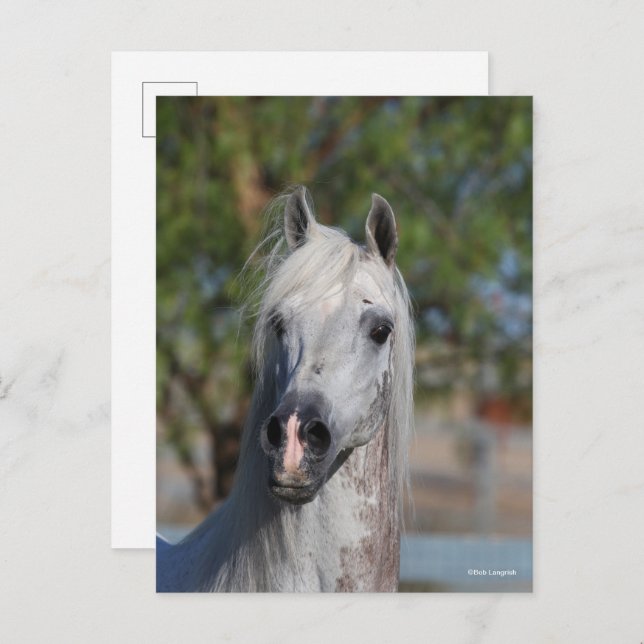 Bob Langrish | Grey Arab Stallion Headshot Vykort (Fram/baksida)