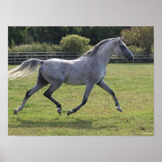 Bob Langrish | Grey Arab Stallion Running Backlit Poster (Framsidan)