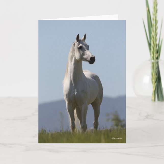 Bob Langrish | Grey Arab Stallion Standing Kort (Framsida)