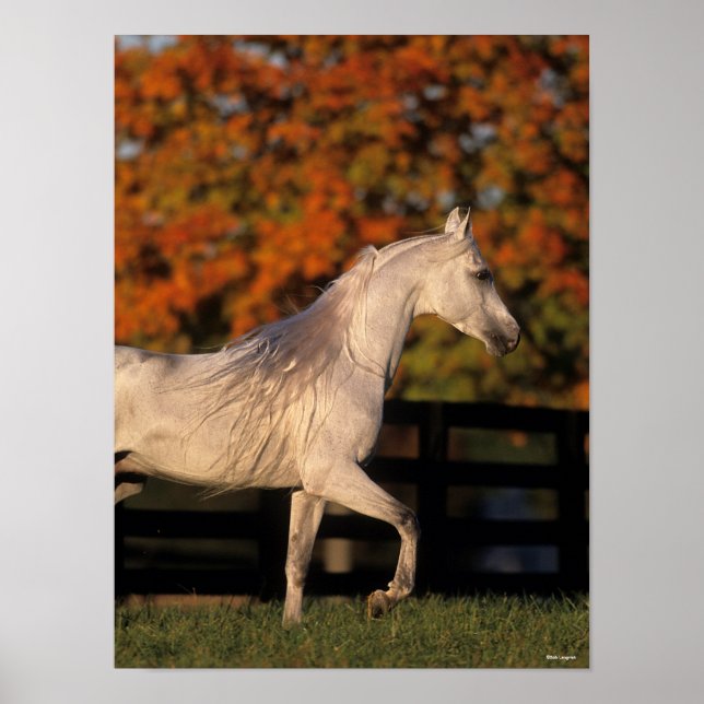 Bob Langrish | Grey Arab Stallion Walking Autumn Poster (Framsidan)