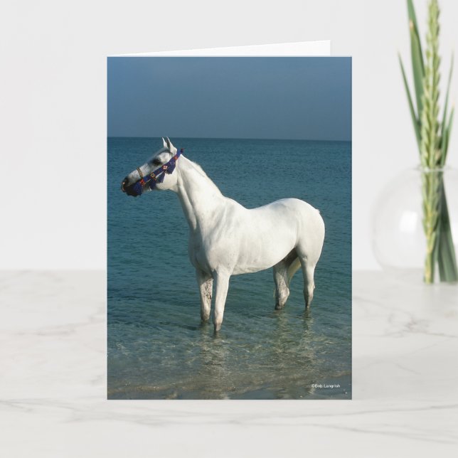 Bob Langrish | Grey Arab Standing In The Sea Kort (Framsida)