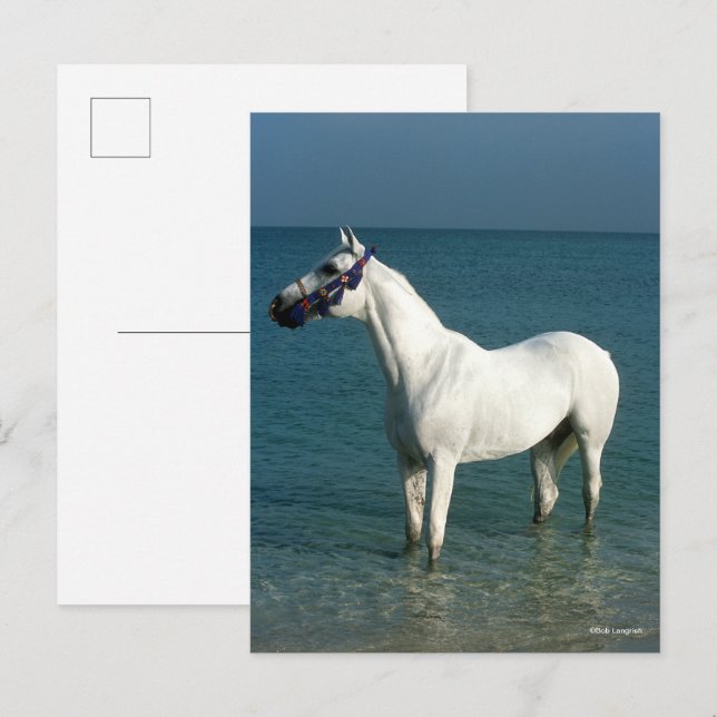 Bob Langrish | Grey Arab Standing In The Sea Vykort (Fram/baksida)