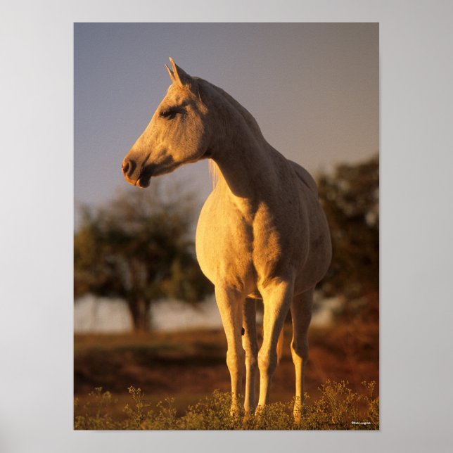 Bob Langrish | Grey Arab Standing Poster (Framsidan)