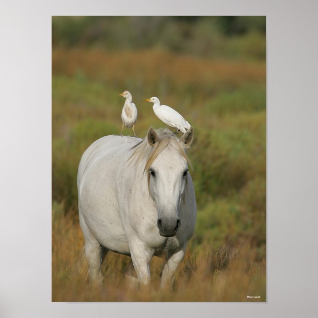 Bob Langrish | Grey Camargue Horse with Two Birds Poster (Framsidan)