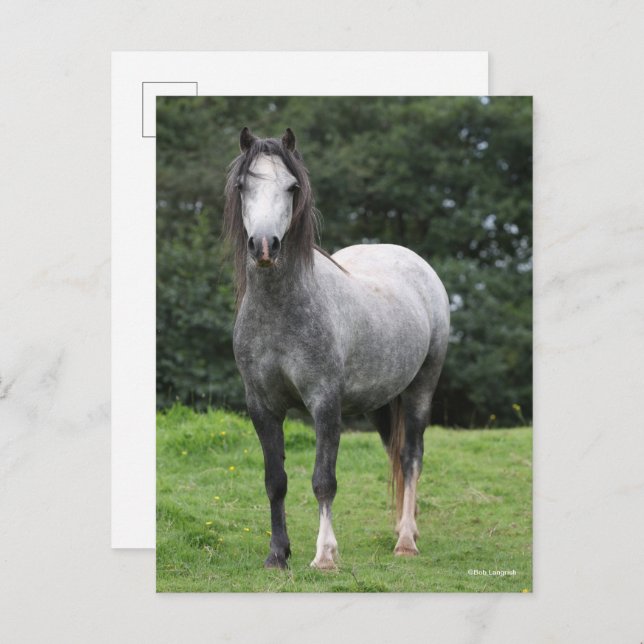 Bob Langrish | Grey Welsh Pony Standing Vykort (Fram/baksida)