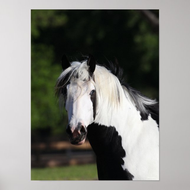 Bob Langrish | Gypsy Vanner Horse Headshot Poster (Framsidan)
