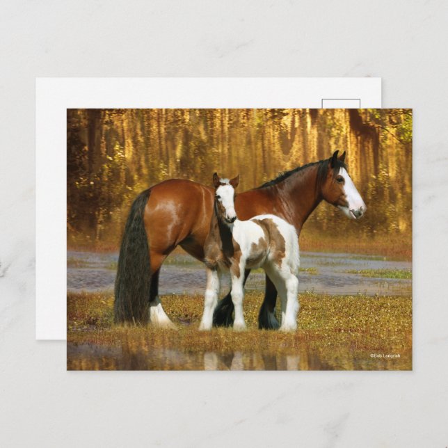 Bob Langrish | Gypsy Vanner Mare and Foal Fantasy Vykort (Fram/baksida)