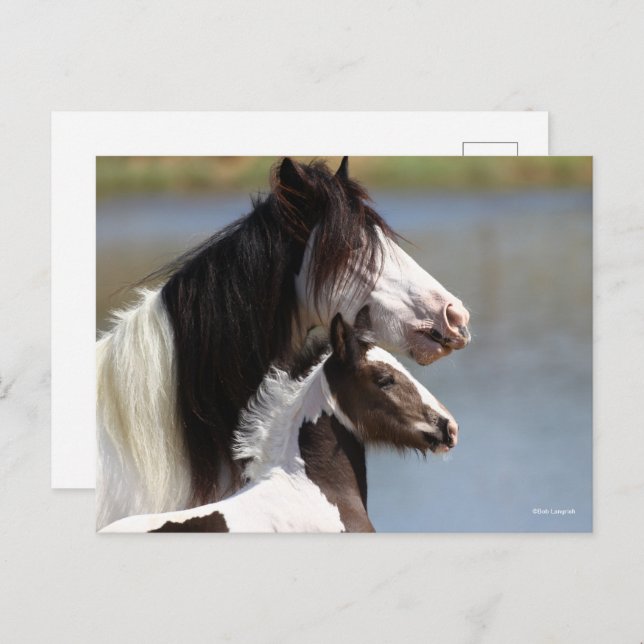 Bob Langrish | Gypsy Vanner Mare and Foal Headshot Vykort (Fram/baksida)