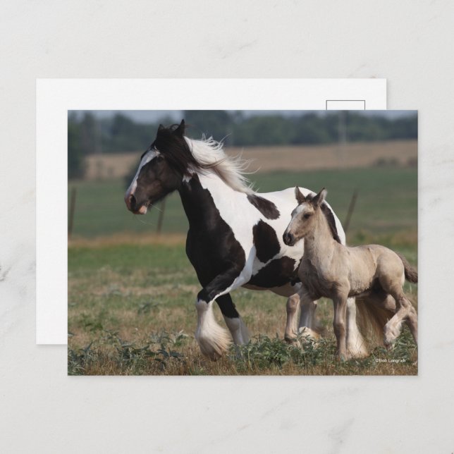 Bob Langrish | Gypsy Vanner Mare and Foal Running Vykort (Fram/baksida)