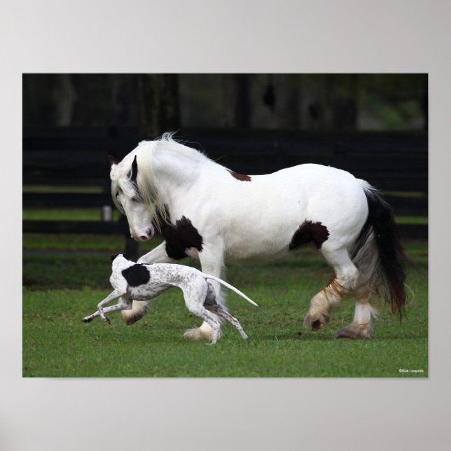 Bob Langrish Gypsy Vanner och Hund Rungether Poster (Framsidan)
