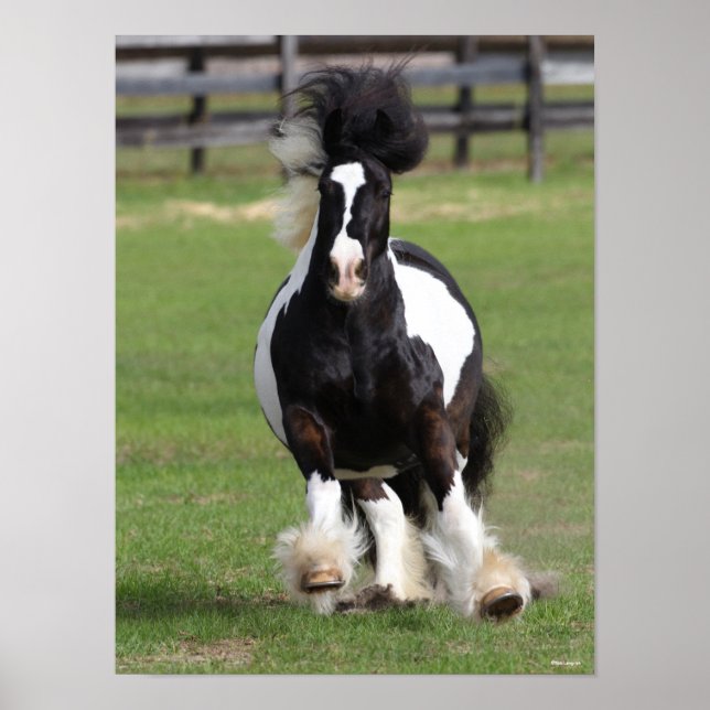 Bob Langrish | Gypsy Vanner Running Poster (Framsidan)