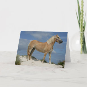 Bob Langrish Haflinger Ställande vid stranden Kort