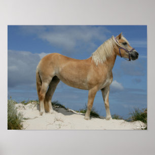 Bob Langrish   Haflinger Ställande vid stranden Poster