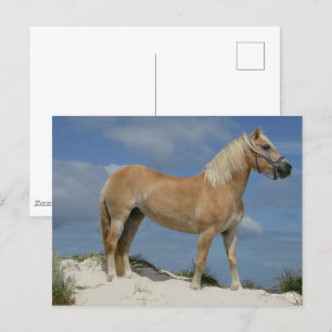 Bob Langrish Haflinger Ställande vid stranden Vykort