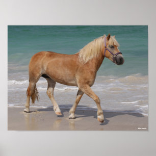 Bob Langrish   Haflinger Walking on the Beach Poster