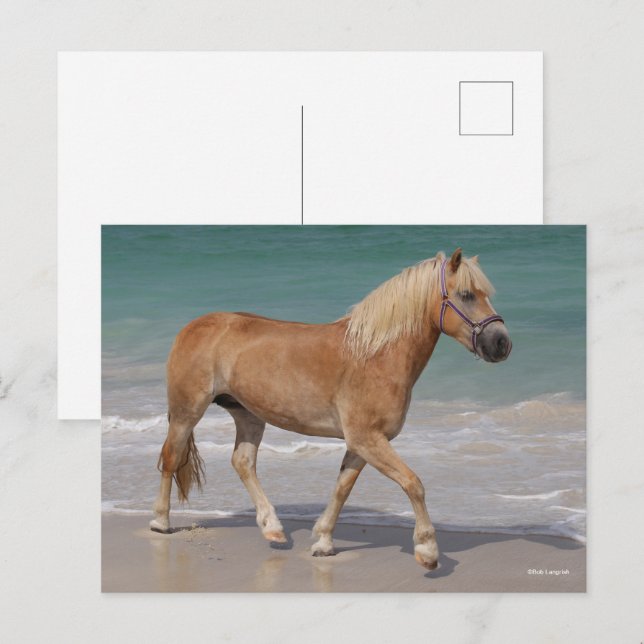 Bob Langrish | Haflinger Walking on the Beach Vykort (Fram/baksida)