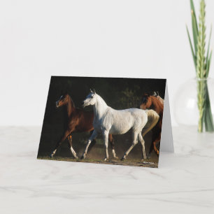 Bob Langrish Herd Arab Mares Walking Kort