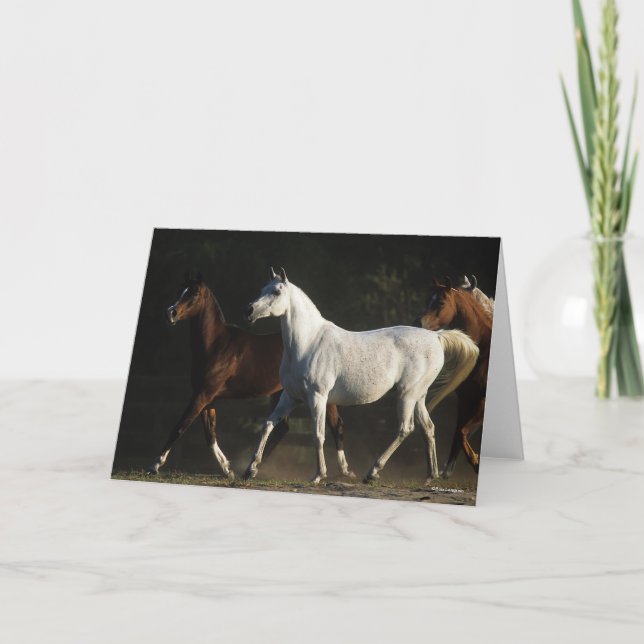 Bob Langrish | Herd Arab Mares Walking Kort (Framsida)