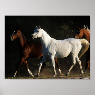 Bob Langrish Herd Arab Mares Walking Poster