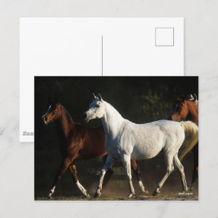 Bob Langrish Herd Arab Mares Walking Vykort