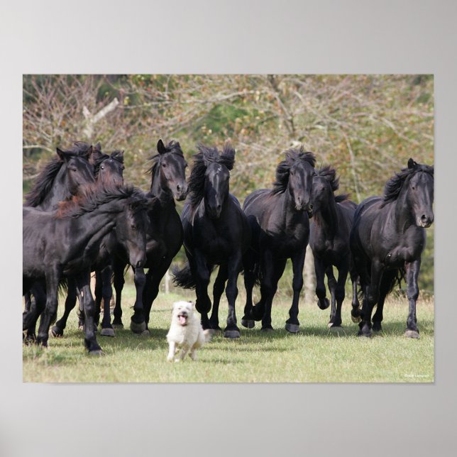 Bob Langrish | Herd Black Meren Horses and Hund Poster (Framsidan)