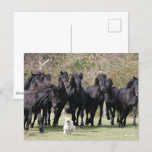 Bob Langrish   Herd Black Meren Horses and Hund Vykort