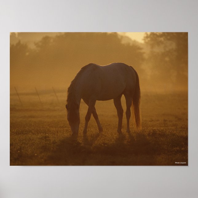 Bob Langrish | Horse Grasing Sunrise Poster (Framsidan)