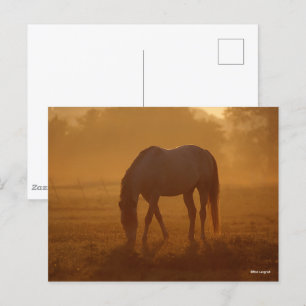 Bob Langrish Horse Grasing Sunrise Vykort