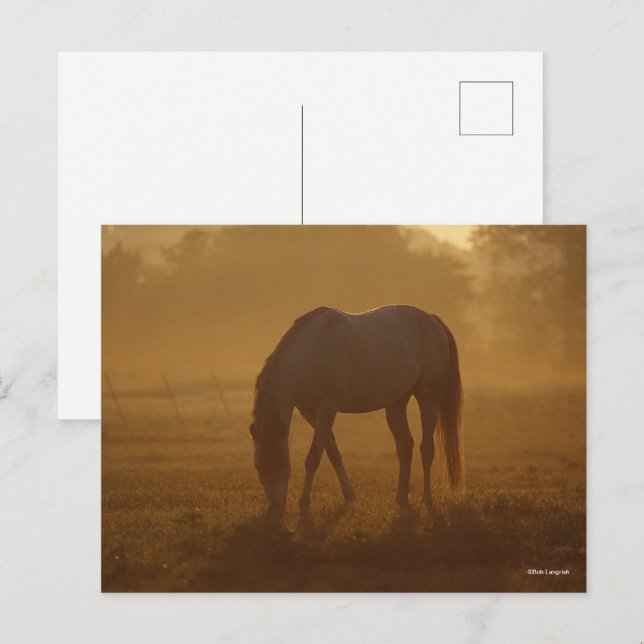 Bob Langrish | Horse Grasing Sunrise Vykort (Fram/baksida)