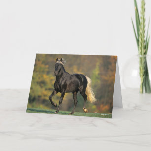 Bob Langrish Hösten för Rocky Mountain Horse Kort