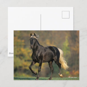 Bob Langrish Hösten för Rocky Mountain Horse Vykort