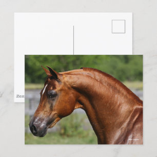 Bob Langrish Huvud av kastanjepalm, arabisk hall Vykort