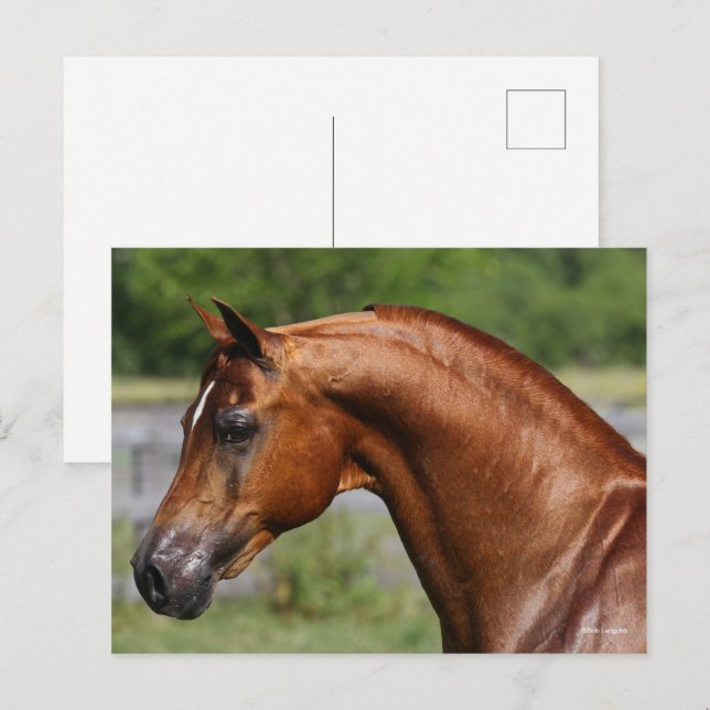 Bob Langrish | Huvud av kastanjepalm, arabisk hall Vykort (Fram/baksida)