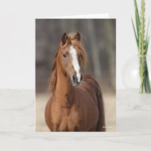 Bob Langrish Huvud för Chestnut Hackney Pony Kort