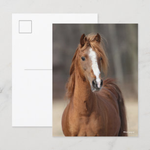 Bob Langrish Huvud för Chestnut Hackney Pony Vykort