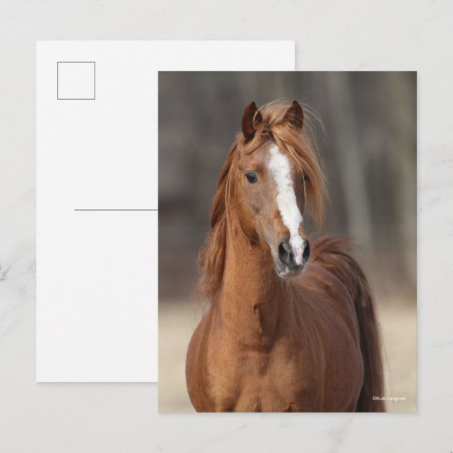 Bob Langrish | Huvud för Chestnut Hackney Pony Vykort (Fram/baksida)