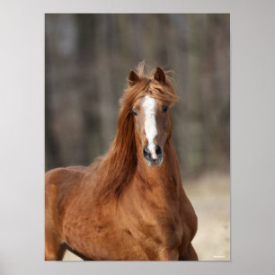 Bob Langrish   Huvud för kastanjepackney Poster