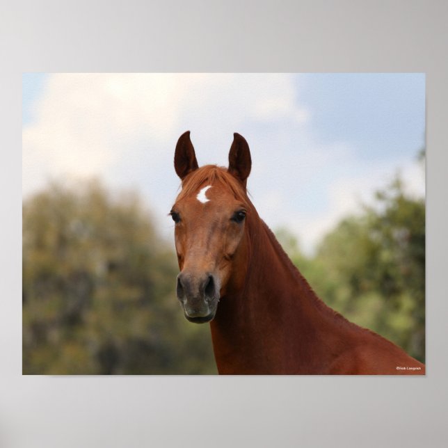 Bob Langrish | Huvud för kastanjet Oldenburg Poster (Framsidan)