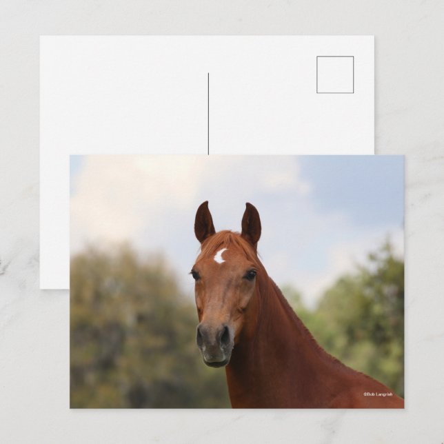 Bob Langrish | Huvud för kastanjet Oldenburg Vykort (Fram/baksida)