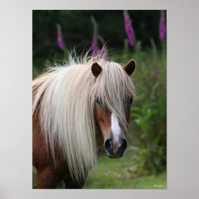 Bob Langrish | Huvudet Shetland Pony med blommor Poster (Framsidan)