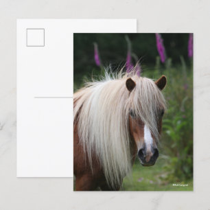 Bob Langrish Huvudet Shetland Pony med blommor Vykort