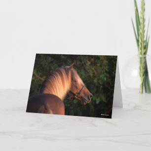 Bob Langrish Huvudskott för Rocky Mountain Horse Kort