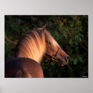 Bob Langrish   Huvudskott för Rocky Mountain Horse Poster