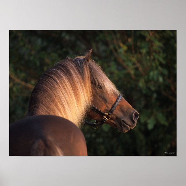 Bob Langrish | Huvudskott för Rocky Mountain Horse Poster (Framsidan)