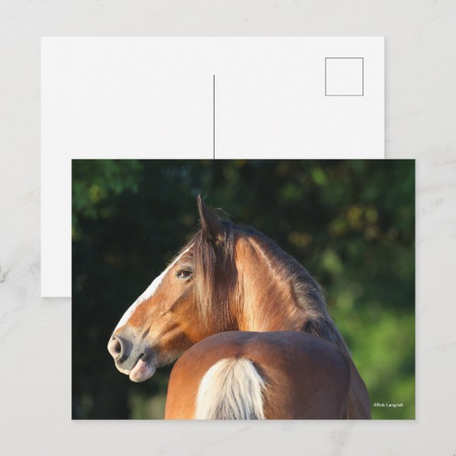 Bob Langrish | Huvudskott från Clydesdale Horse Vykort (Fram/baksida)