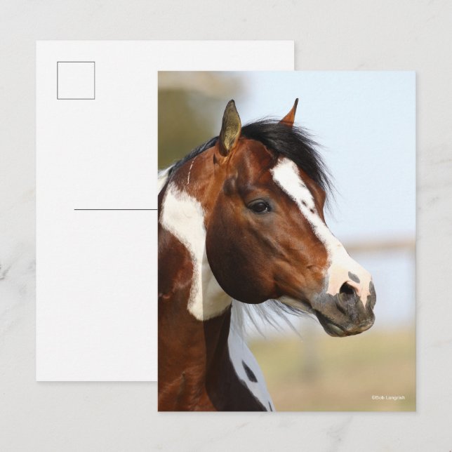 Bob Langrish | Huvudskott på målartsten Stallion Vykort (Fram/baksida)