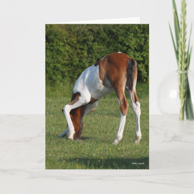 Bob Langrish | Irish Sport Horse Foal Grazing Kort (Framsida)